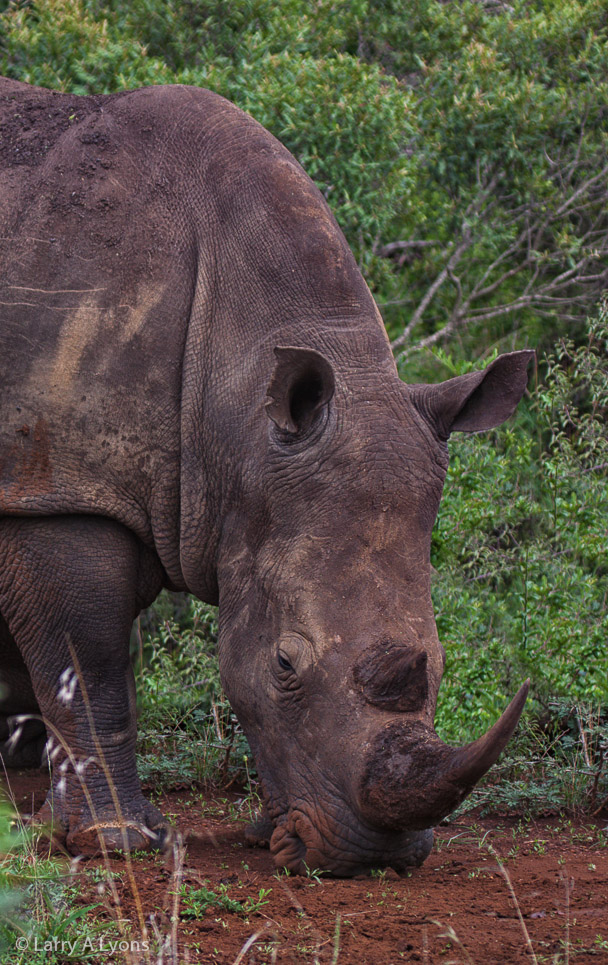 'White Rhino Close-up" © Larry A Lyons