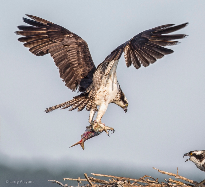 'The Fish Hawk' © Larry A Lyons